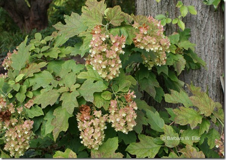 Hydrangea-quercifolia-fall