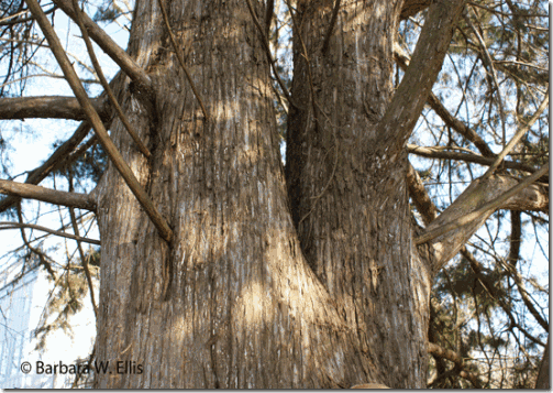 Juniperus-virginia-trunk