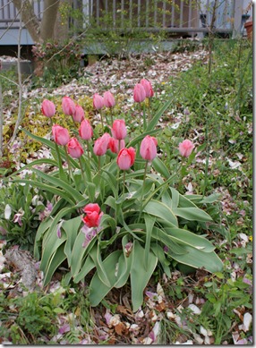 Tulips-and-magnolia-petals