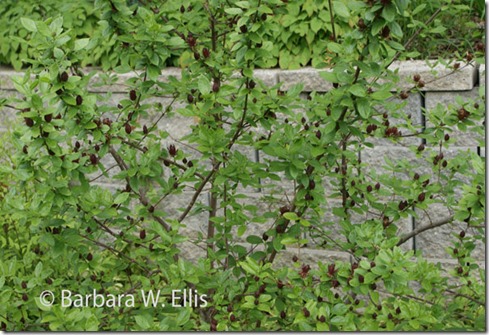 Calycanthus-floridus-in-flo