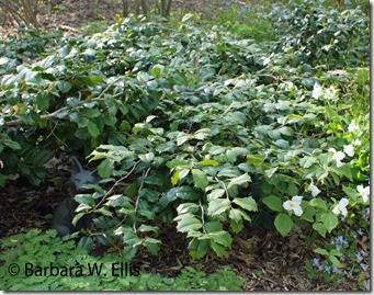 Ilex-'Maryland-Dwarf'-with-
