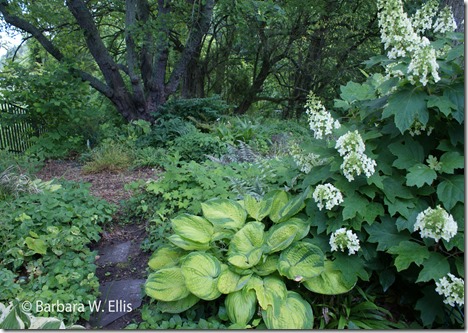 Hosta-Hydrangea-2017