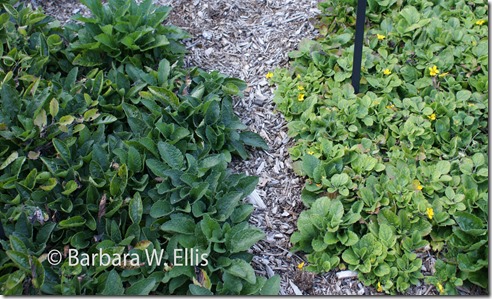 Mt.-Cuba,-Chrysoogonum--virginianum-var.-virginianum-'Allen-Bush',-right,-C Mt.-Cuba,-Chrysoogonum--virginianum-var.-virginianum-'Allen-Bush',-right,-C