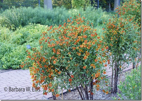 Mt.-Cuba-Helenium-'Flammendes-Katchen' Mt.-Cuba-Helenium-'Flammendes-Katchen'