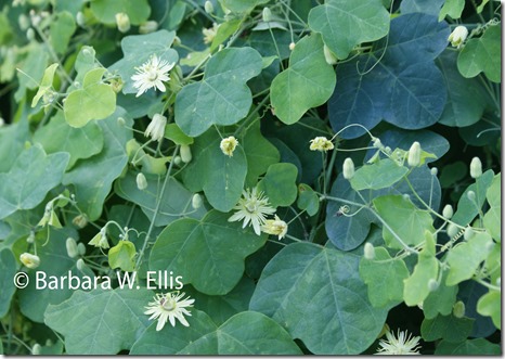 Mt.-Cuba-Passiflora-lutea-3 Mt.-Cuba-Passiflora-lutea-3