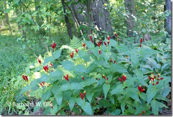 Spigelia-marilandica,-Mom's